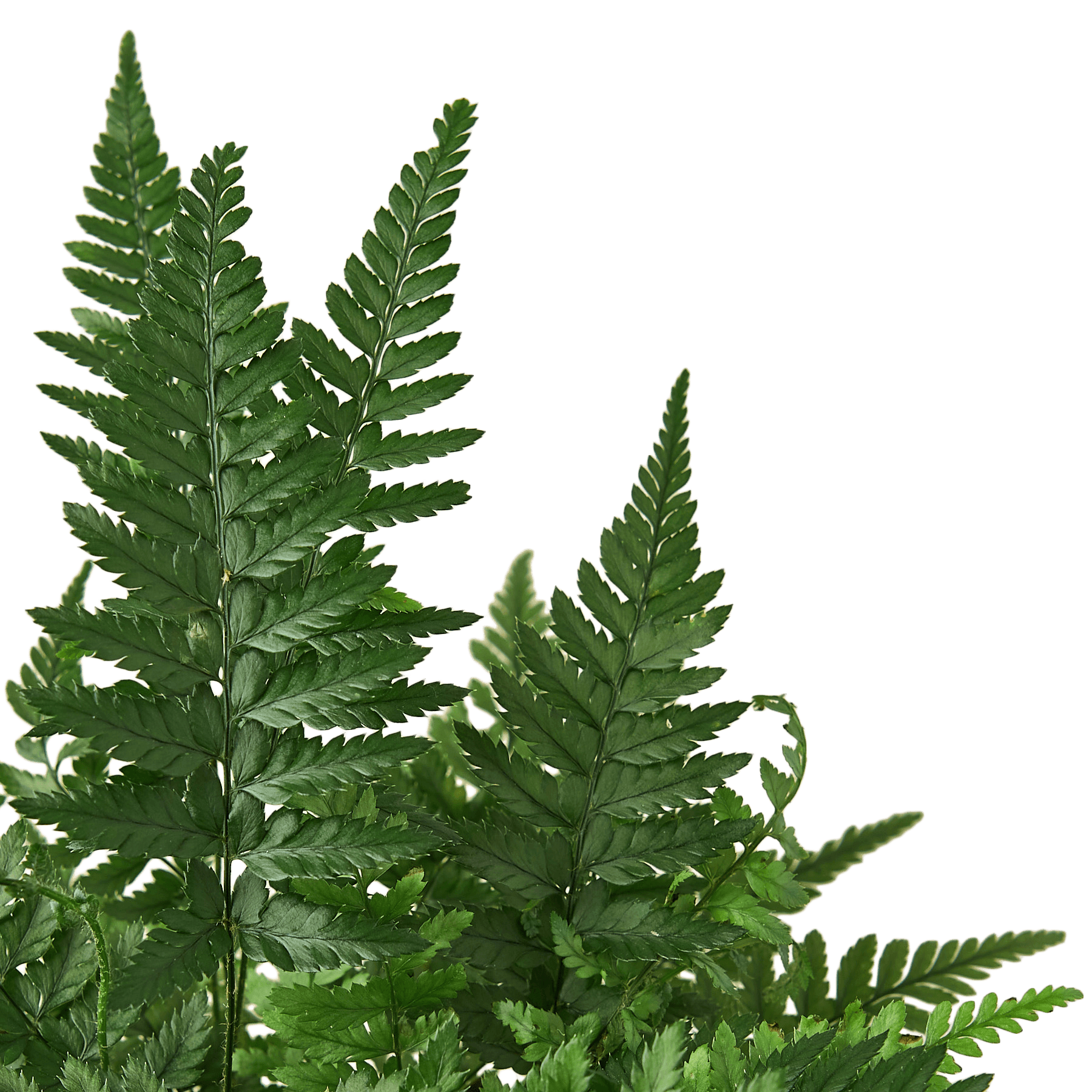 Fern ‘Heart’ – 4″ Pot - Green Thumb Nursery