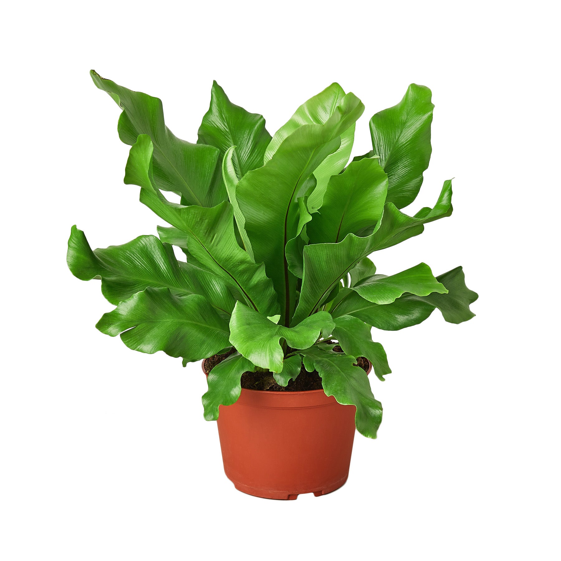 A vibrant fern plant in a pot, set against a clean white background.