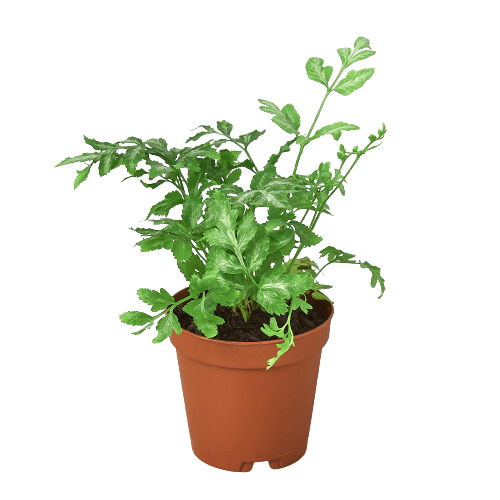 A small plant in a pot displayed against a black background at the best local nursery near me.