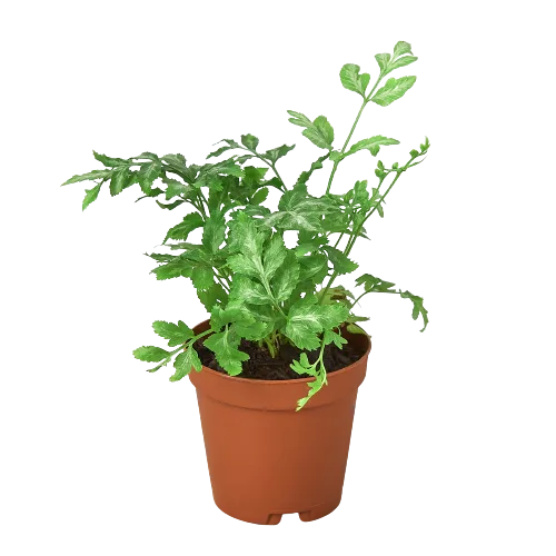A small plant in a pot displayed against a black background at the best local nursery near me.