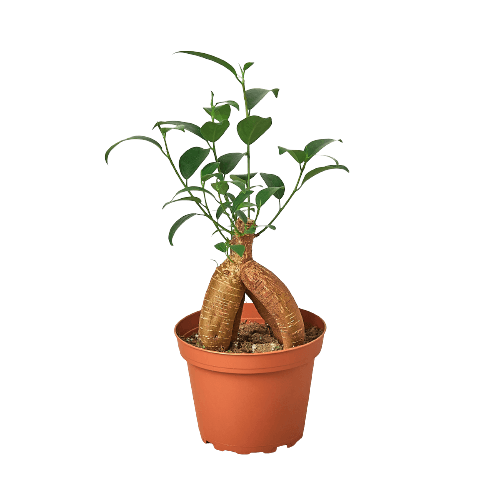 A banana plant in a pot at a plant nursery near me.