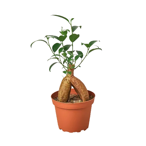 A banana plant in a pot at a plant nursery near me.