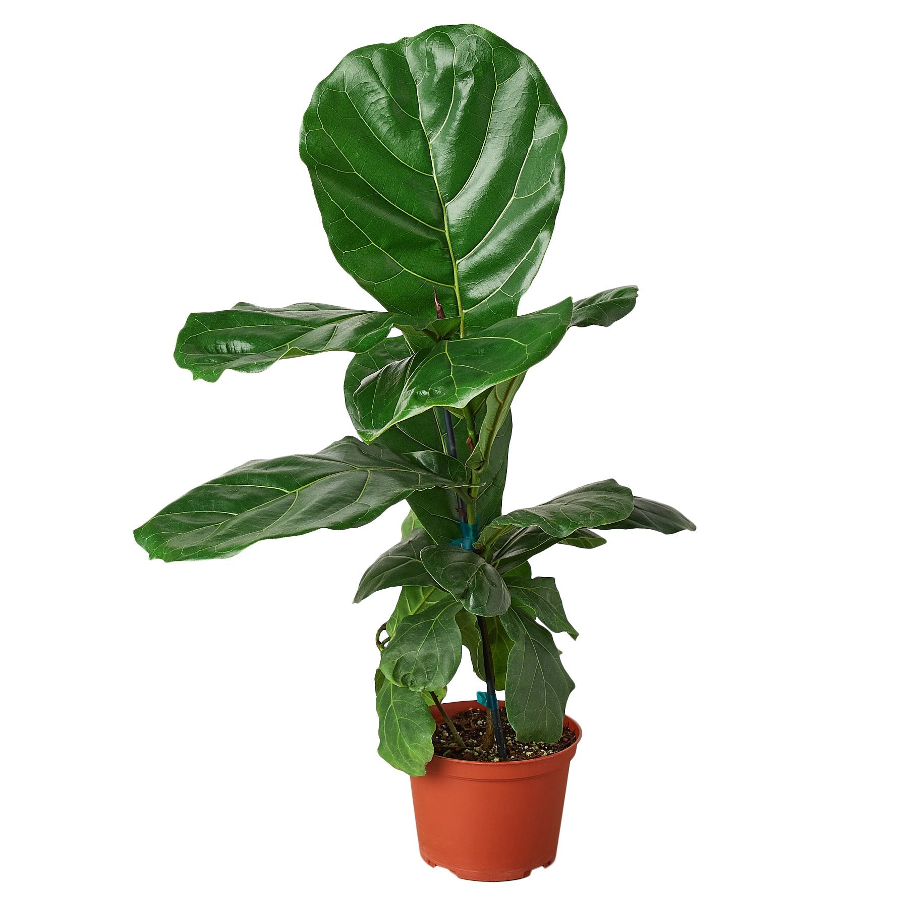 A potted plant with green leaves on a white background available at the best garden center near me.