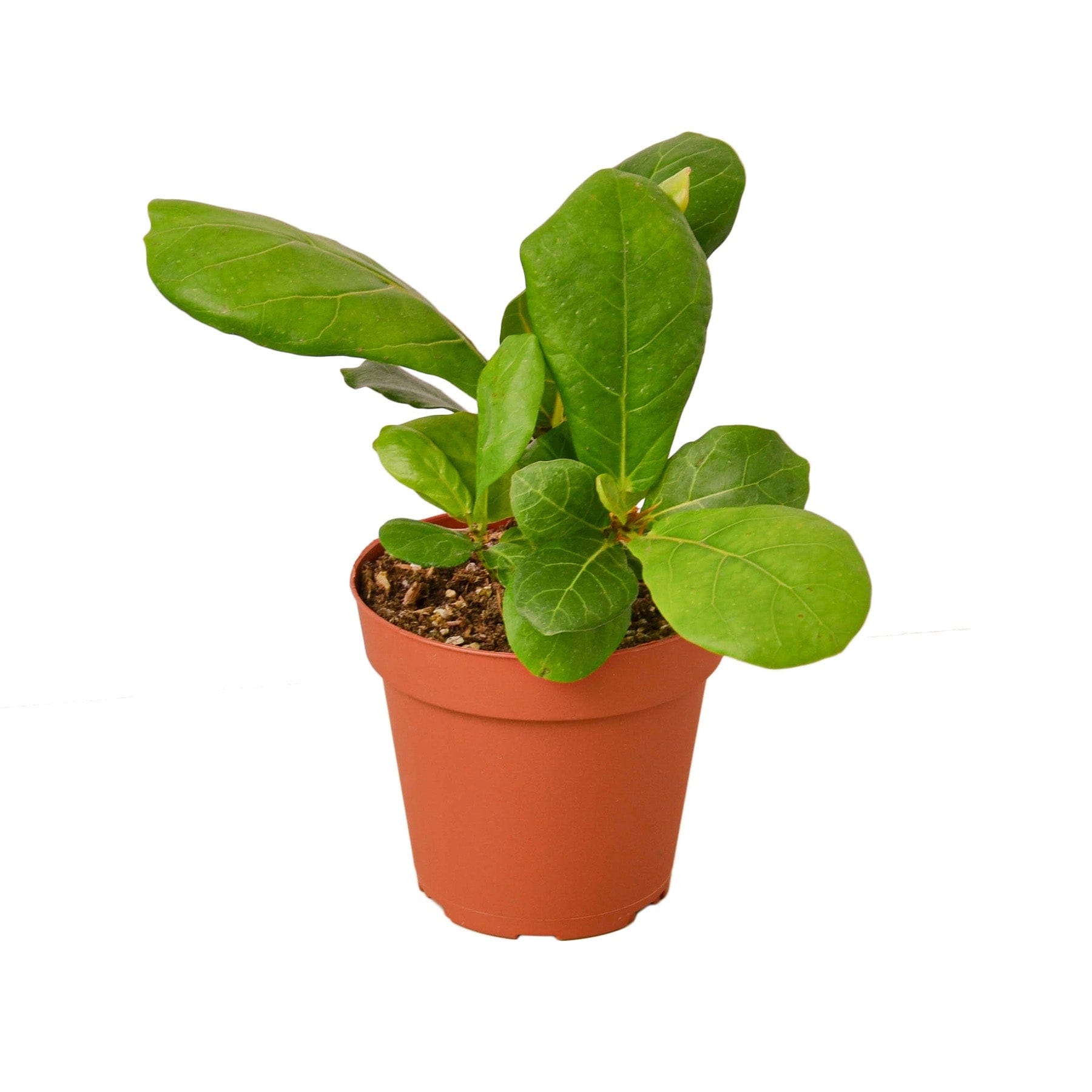 A small plant in a pot on a white background, available at a top garden center near me.