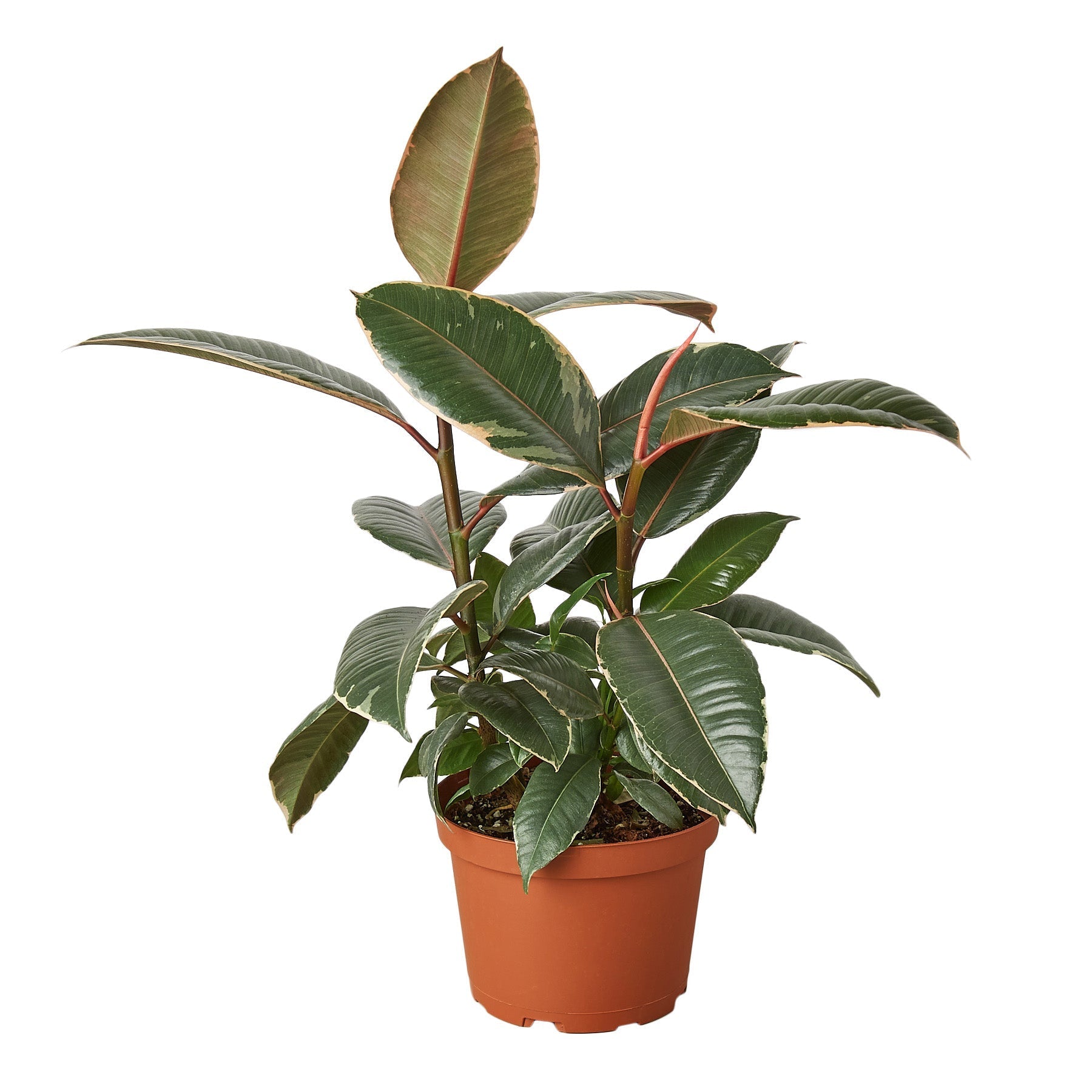 A plant in a pot on a white background, available at one of the top plant nurseries near me.