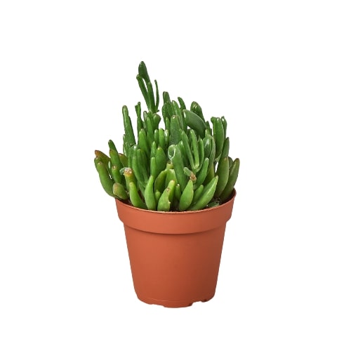 A succulent plant in a pot on a white background from one of the best plant nurseries near me.