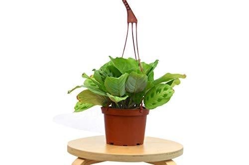 A potted plant on a wooden stand available at the top plant nurseries near me.