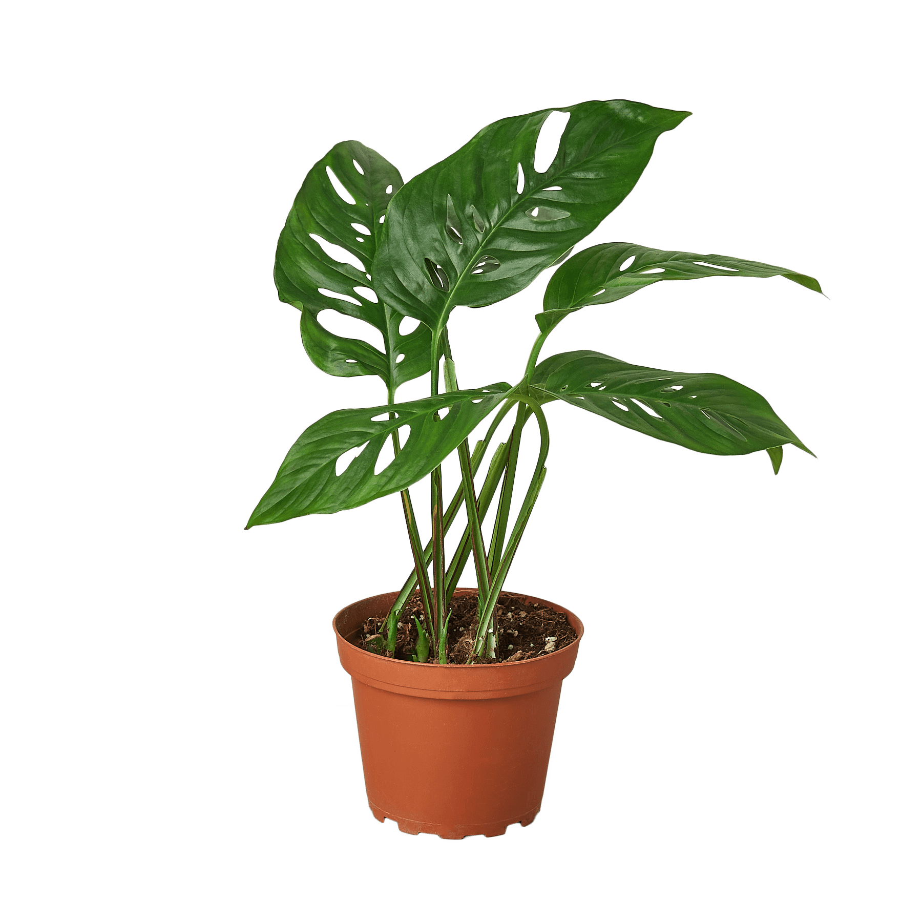 A monstera plant in a pot on a table at a plant nursery.