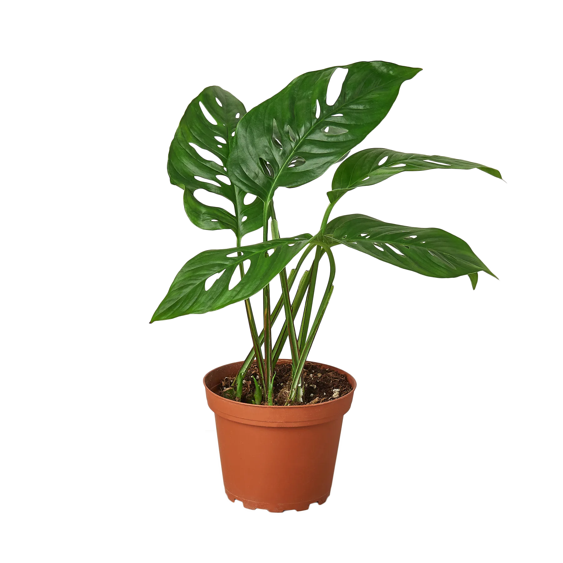 A monstera plant in a pot on a table at a plant nursery.