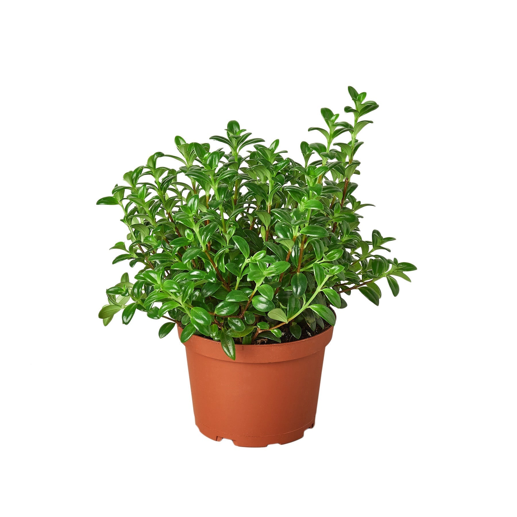 A small potted plant on a white background available at a nearby nursery.