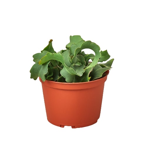 A potted plant on a white background at a garden center near me.