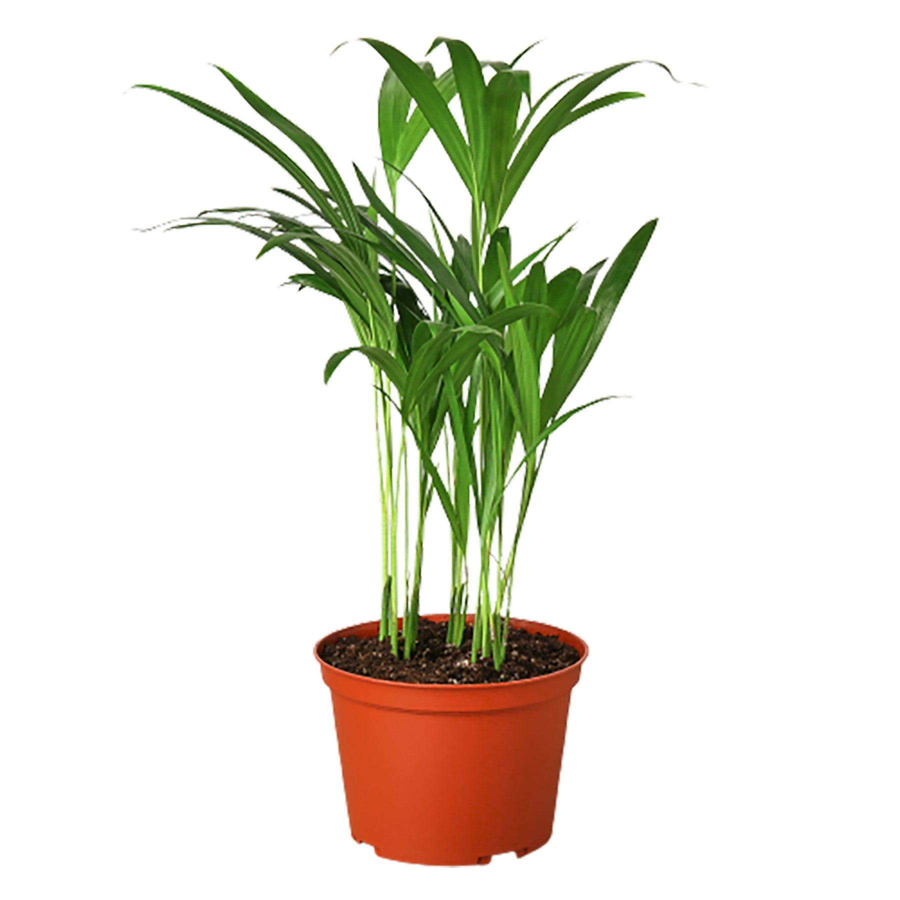 A plant in a red pot on a white background at one of the best garden centers near me.