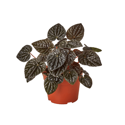 A plant in an orange pot on a black background, available at a nearby garden center.