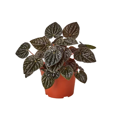 A plant in an orange pot on a black background, available at a nearby garden center.