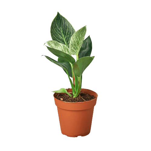 A plant in a pot on a black background, perfect for the best nursery near me.