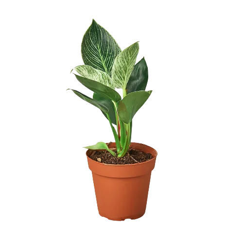 A plant in a pot within a garden center near me.
