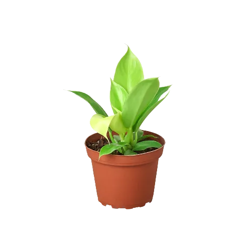 A small plant in a pot on a black background in the best nursery near me.
