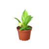 A small plant in a pot on a black background, perfect for garden center enthusiasts.