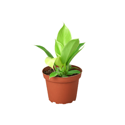 A small plant in a pot on a black background, perfect for garden center enthusiasts.