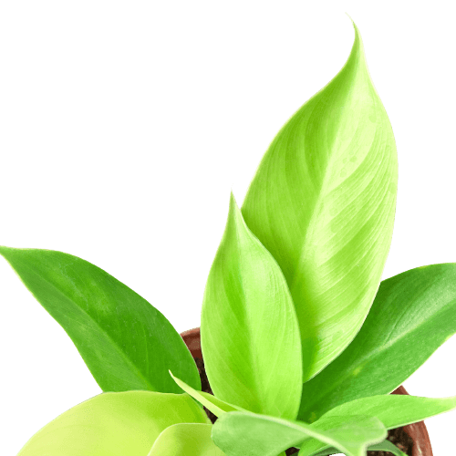 A green plant in a pot on a black background at a plant nursery