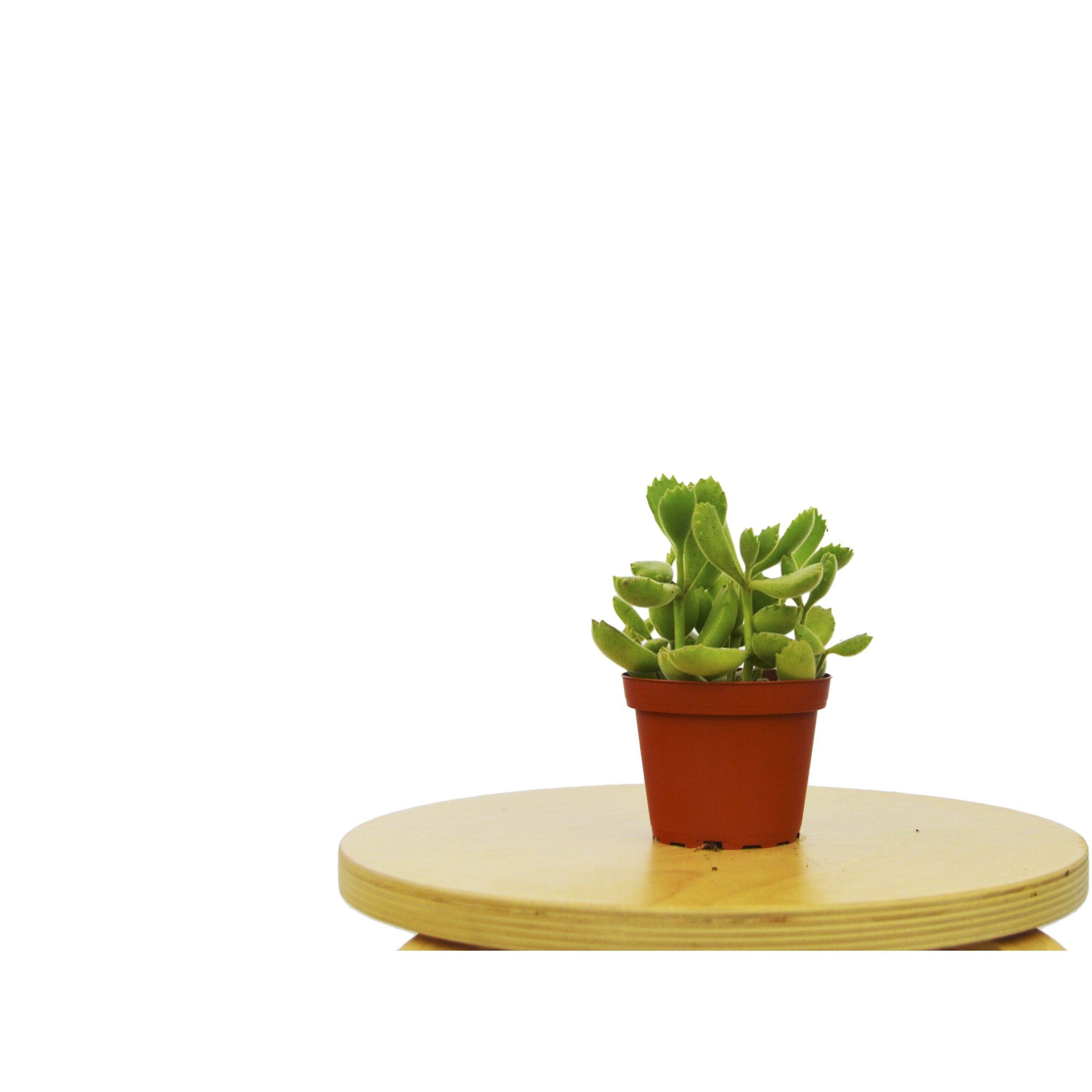 A small potted cactus sits on top of a wooden stool at a best nursery near me.