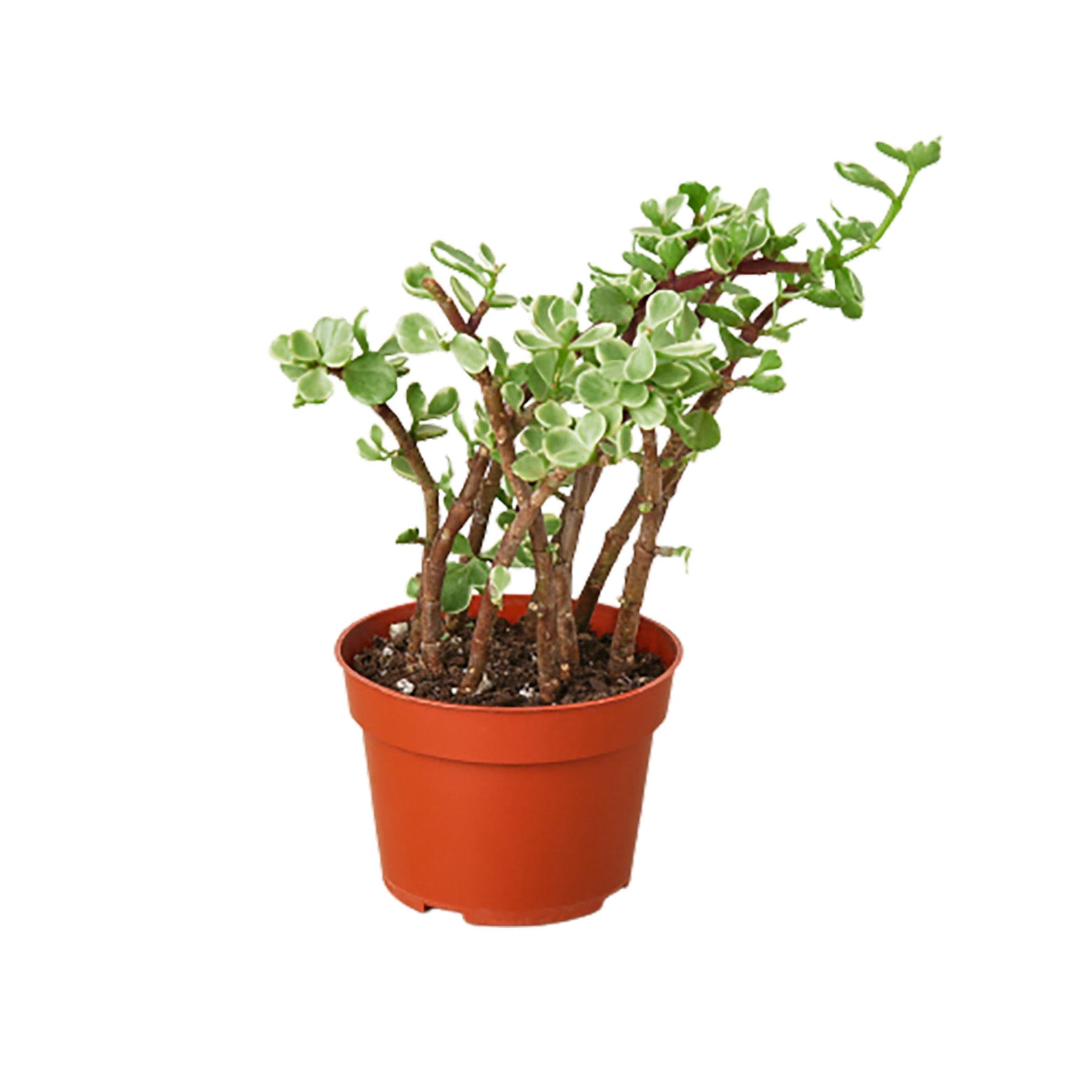 A small plant in a pot on a white background available at a nearby garden center.