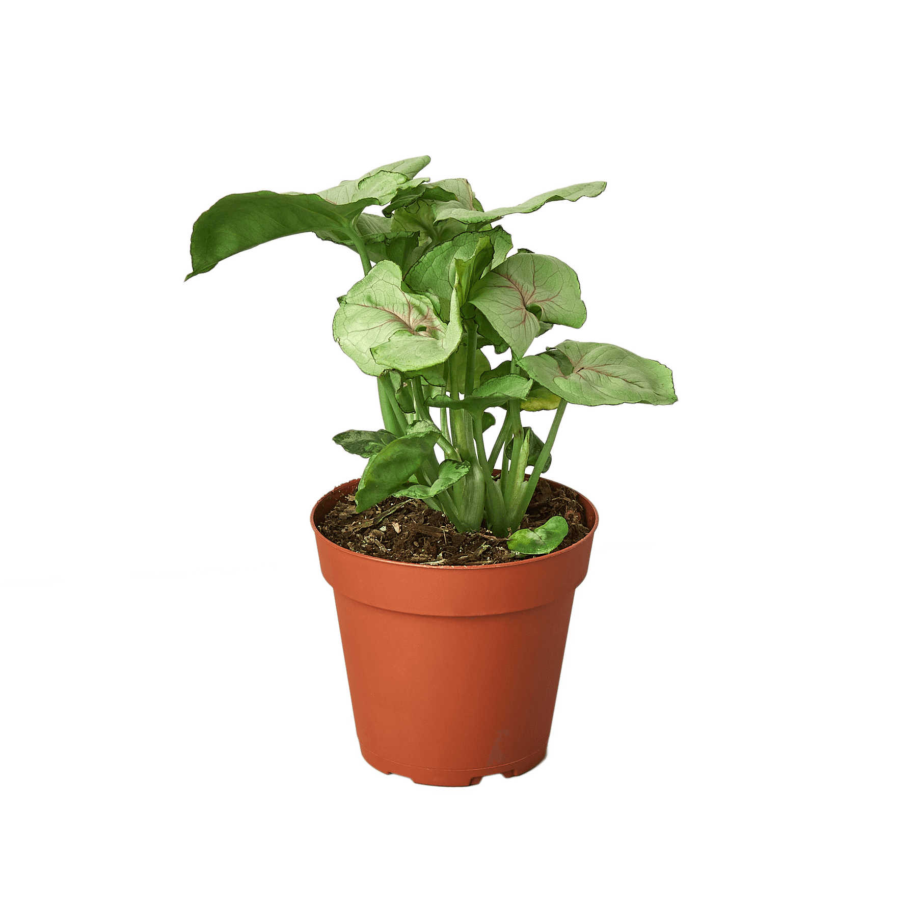 A potted plant on a table in the best plant nursery near me.