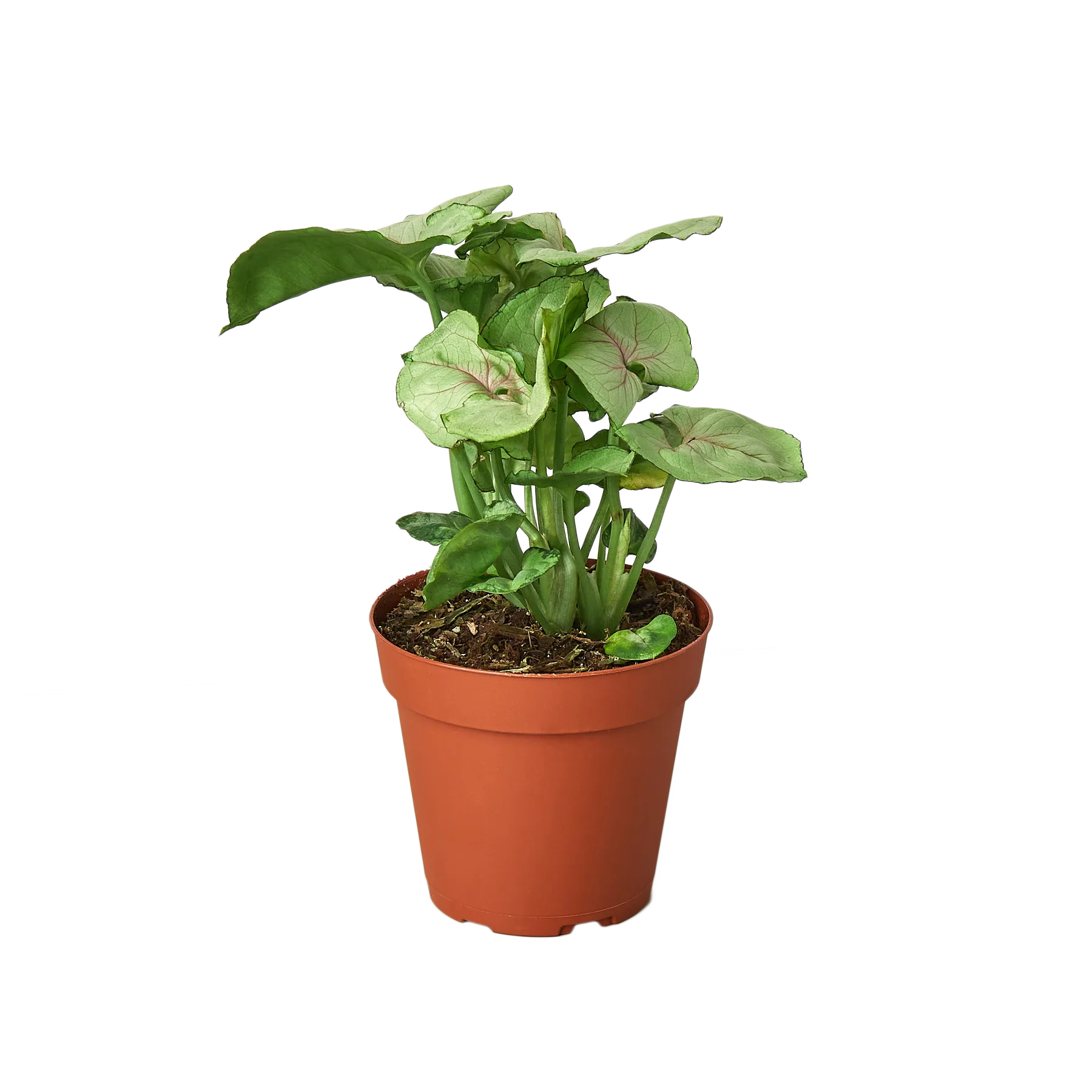 A potted plant on a table in the best plant nursery near me.