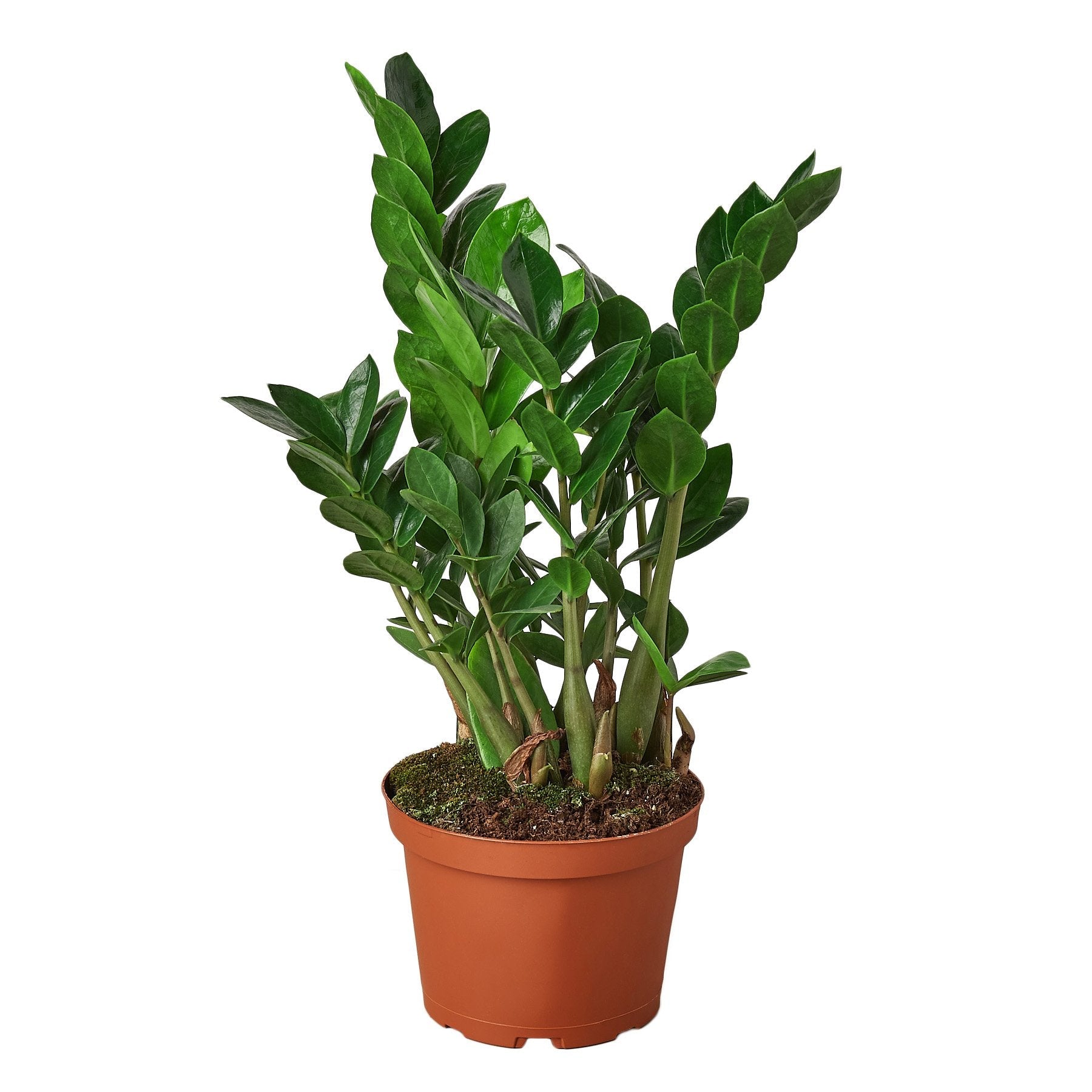 A plant in a brown pot on a white background, available at a nearby garden center.