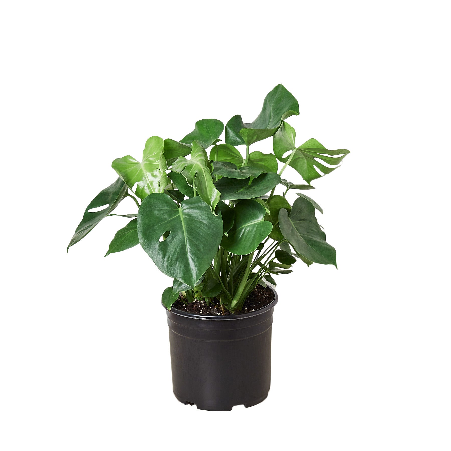 A plant in a black pot displayed on a white background at a garden center near me.
