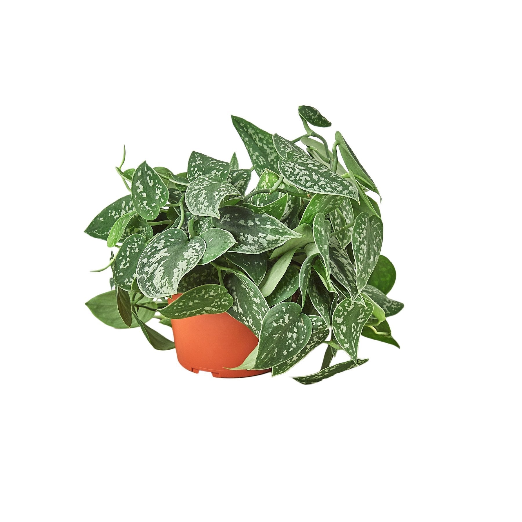 A plant in an orange pot on a white background, available at the best nursery near me.