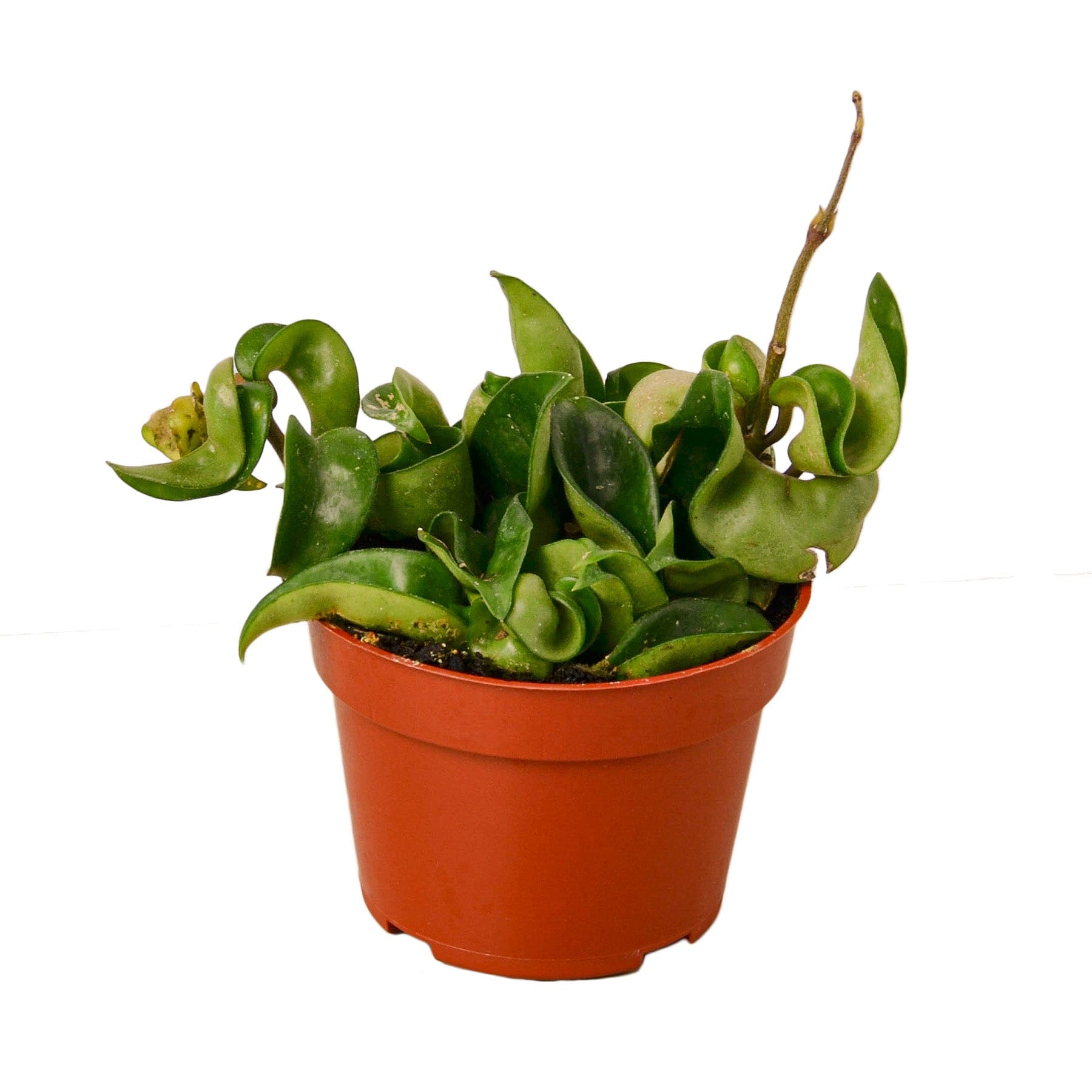 A top plant nursery near me offering a variety of plants in pots, showcased against a clean white background.