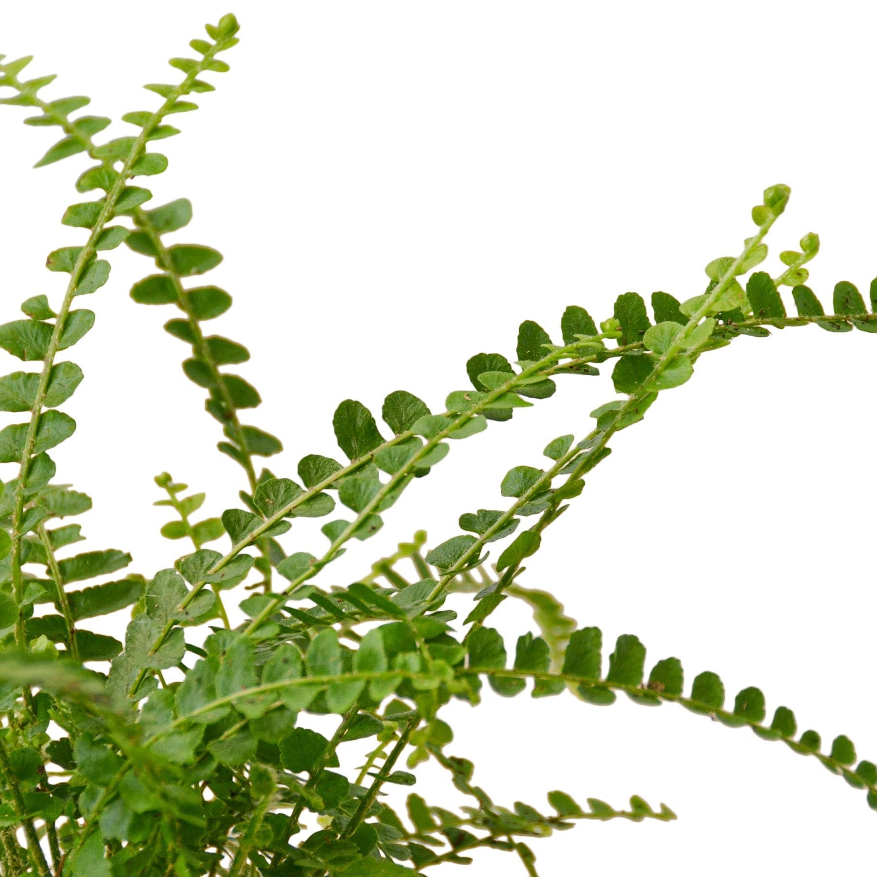 A plant nursery near me offering a variety of green leaves on a white background.