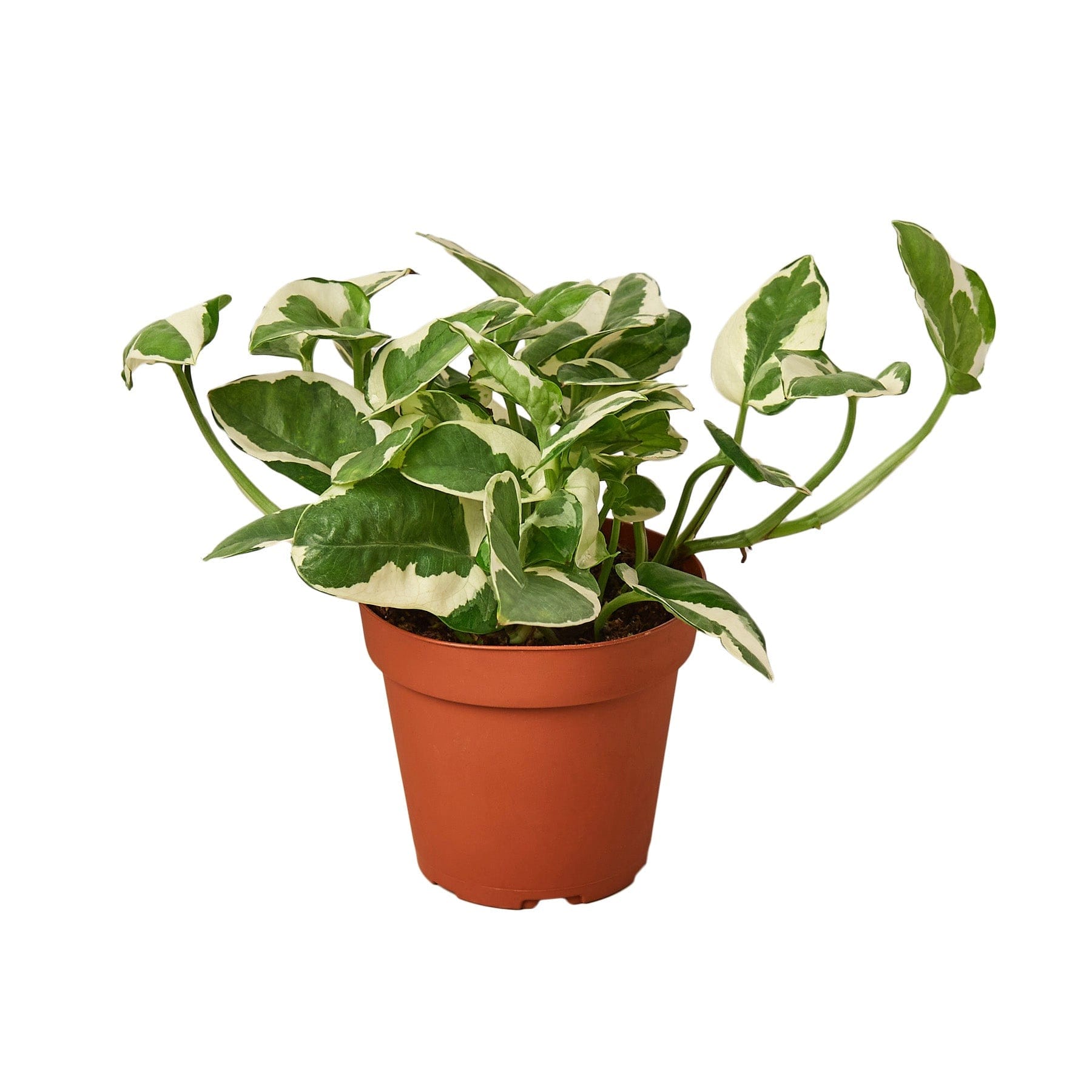 A potted plant on a white background at a garden center near me.