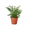 A small plant in a pot on a white background, available at the best garden nursery near me.