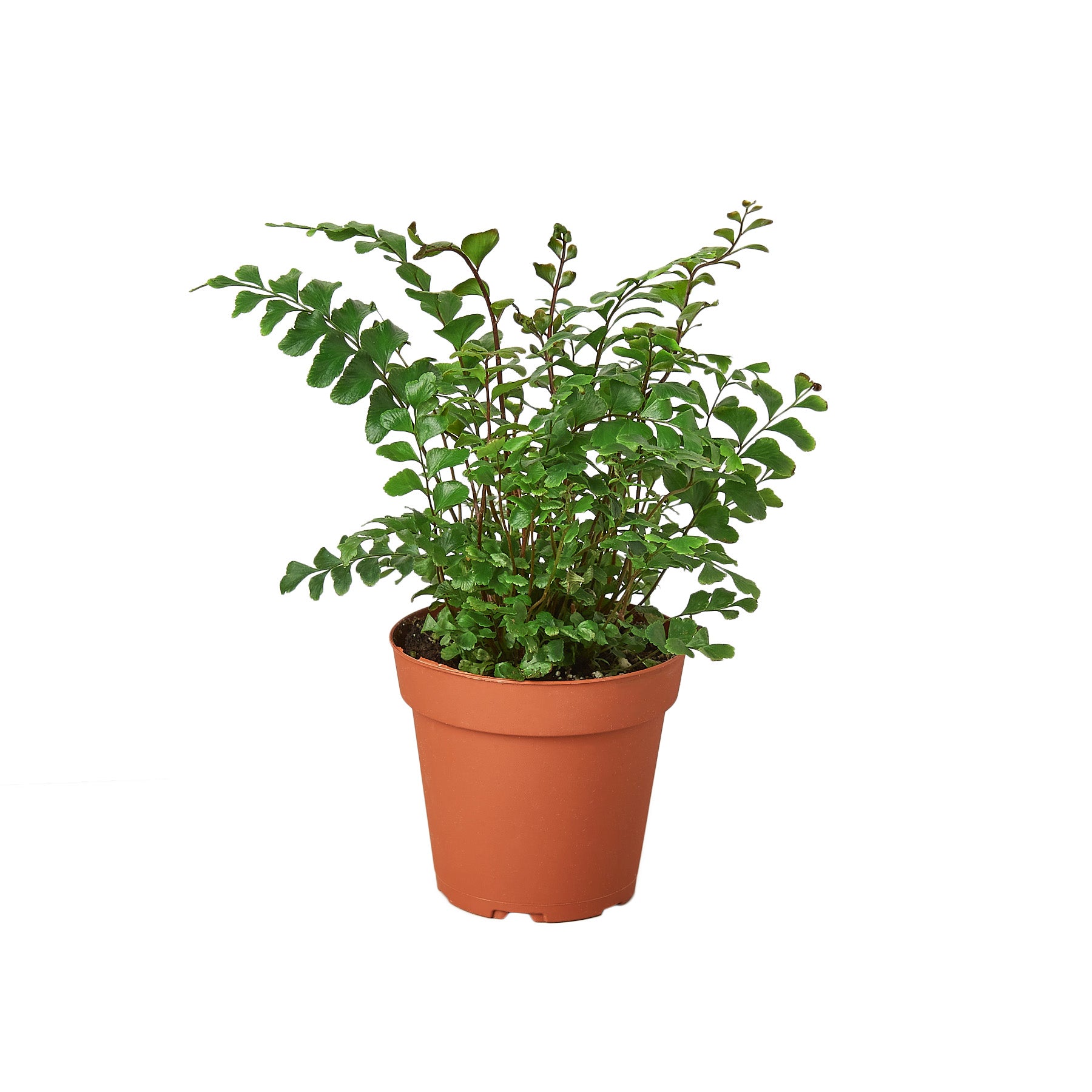 A small plant in a pot on a white background, available at the best garden nursery near me.