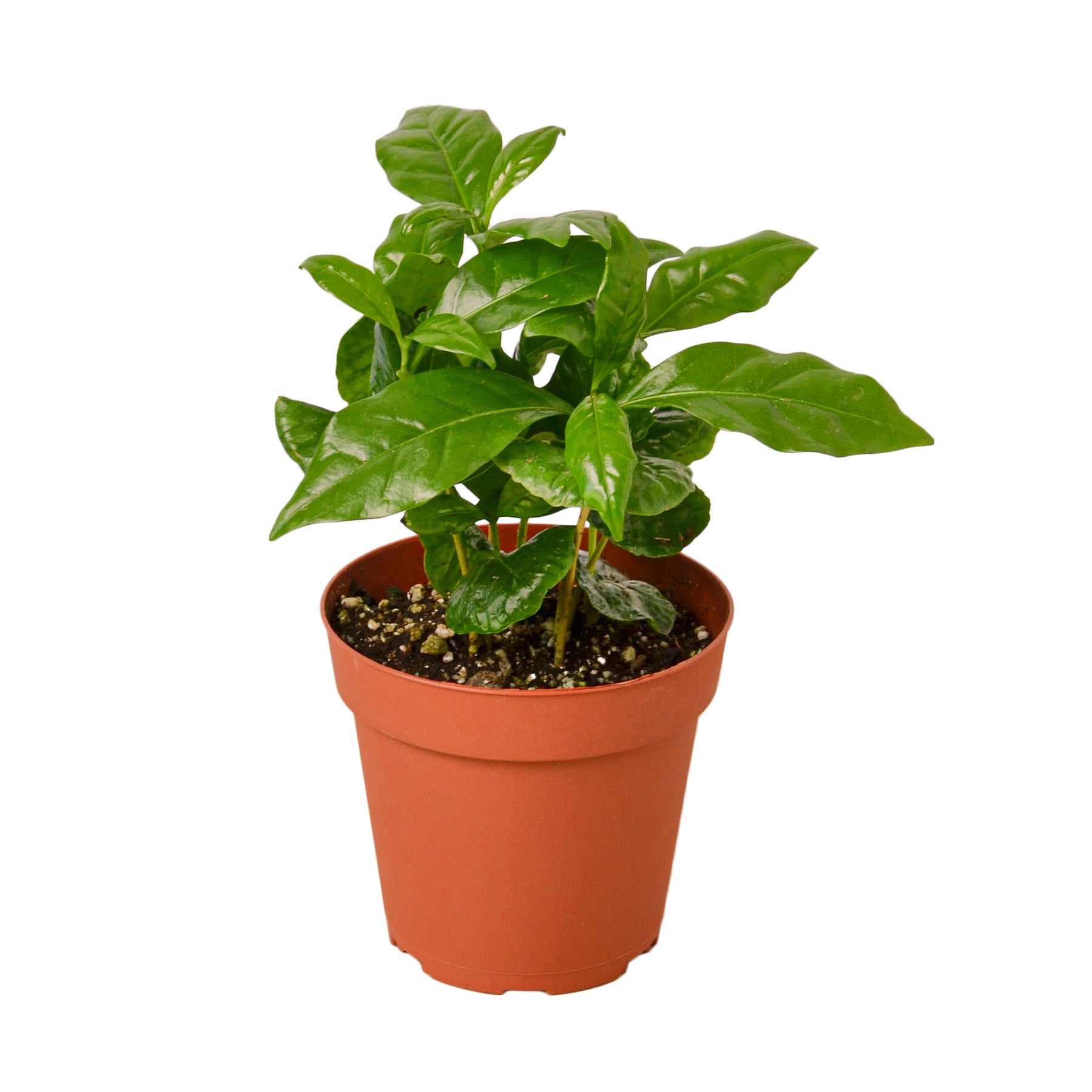 A coffee plant in a pot on a white background, available at the best garden nursery near me.
