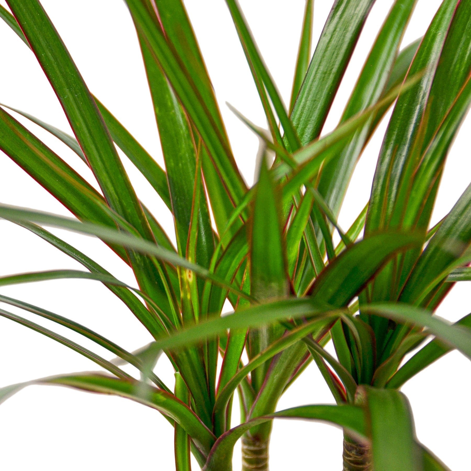 A close up of a plant with green leaves from one of the best garden centers near me.