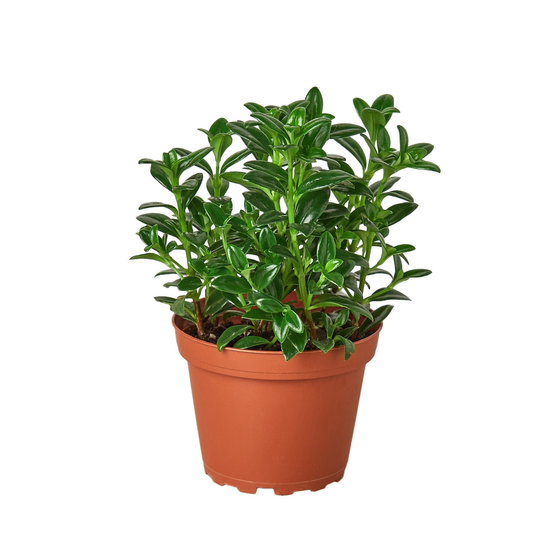 A small plant in a pot on a white background at a garden center near me.