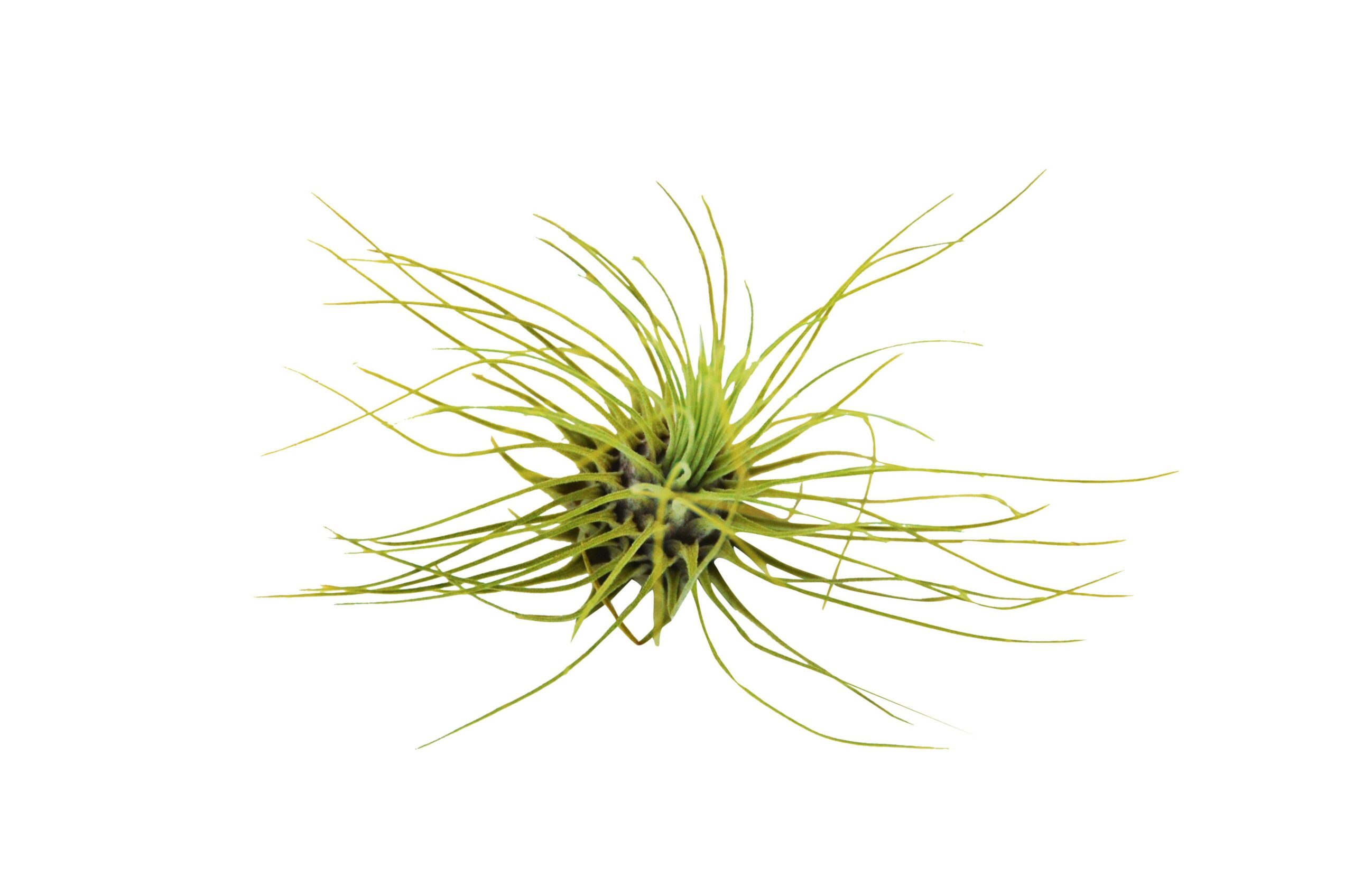 A small air plant on a white background available at a nearby nursery.