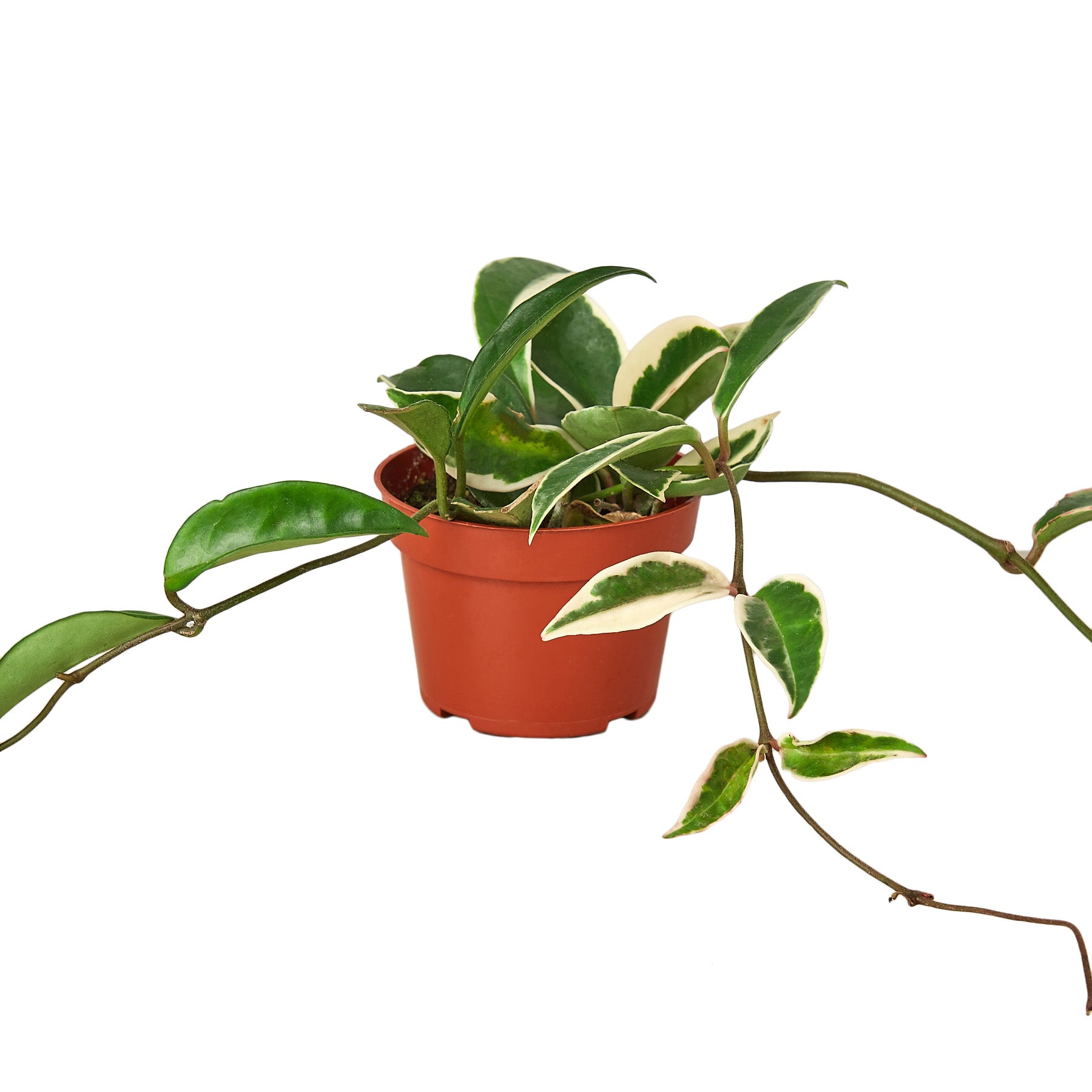 A plant in a pot on a white background at one of the best garden centers near me.