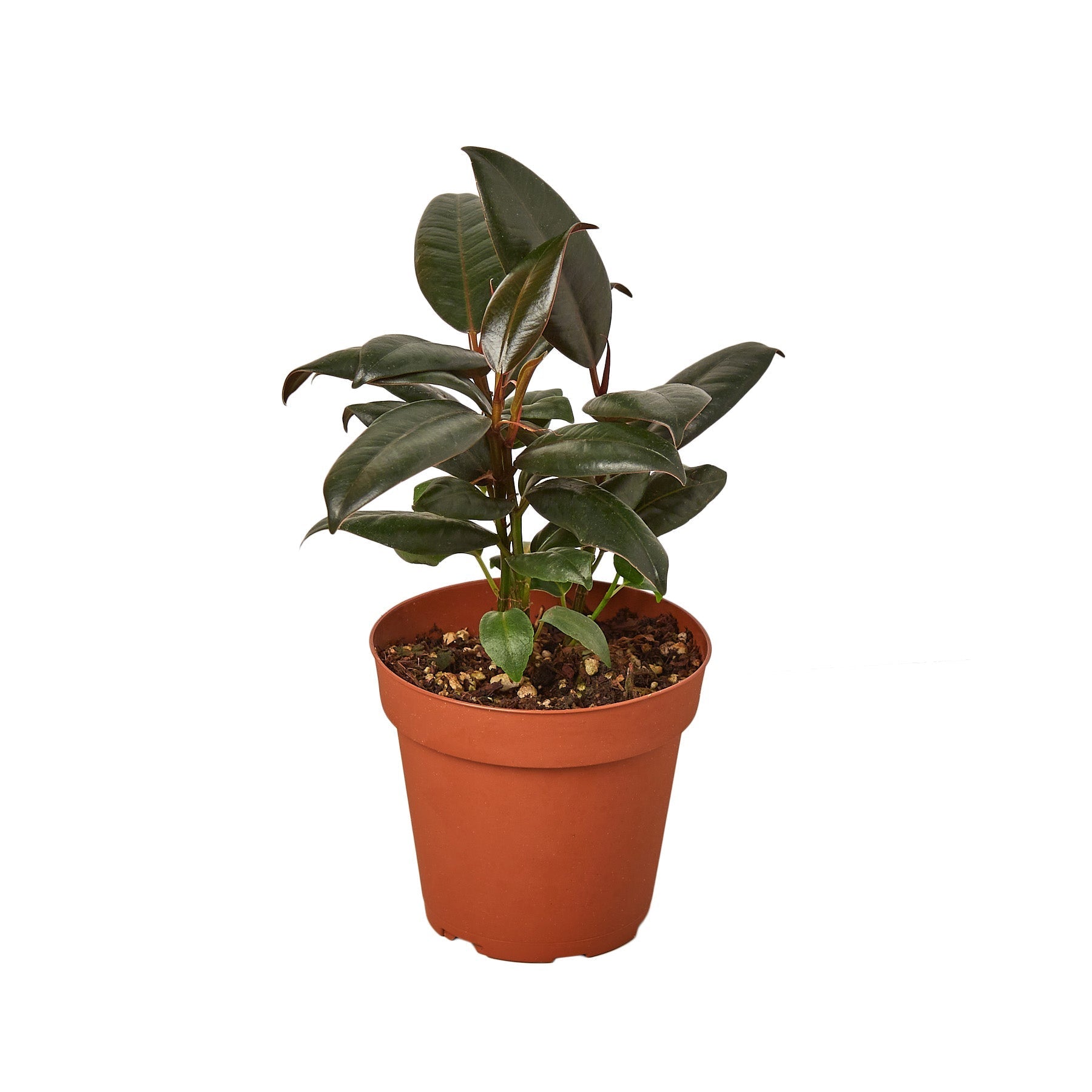 A small plant in a pot on a white background available at a nearby nursery.