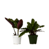 Two potted plants on a white background in the best garden center near me.