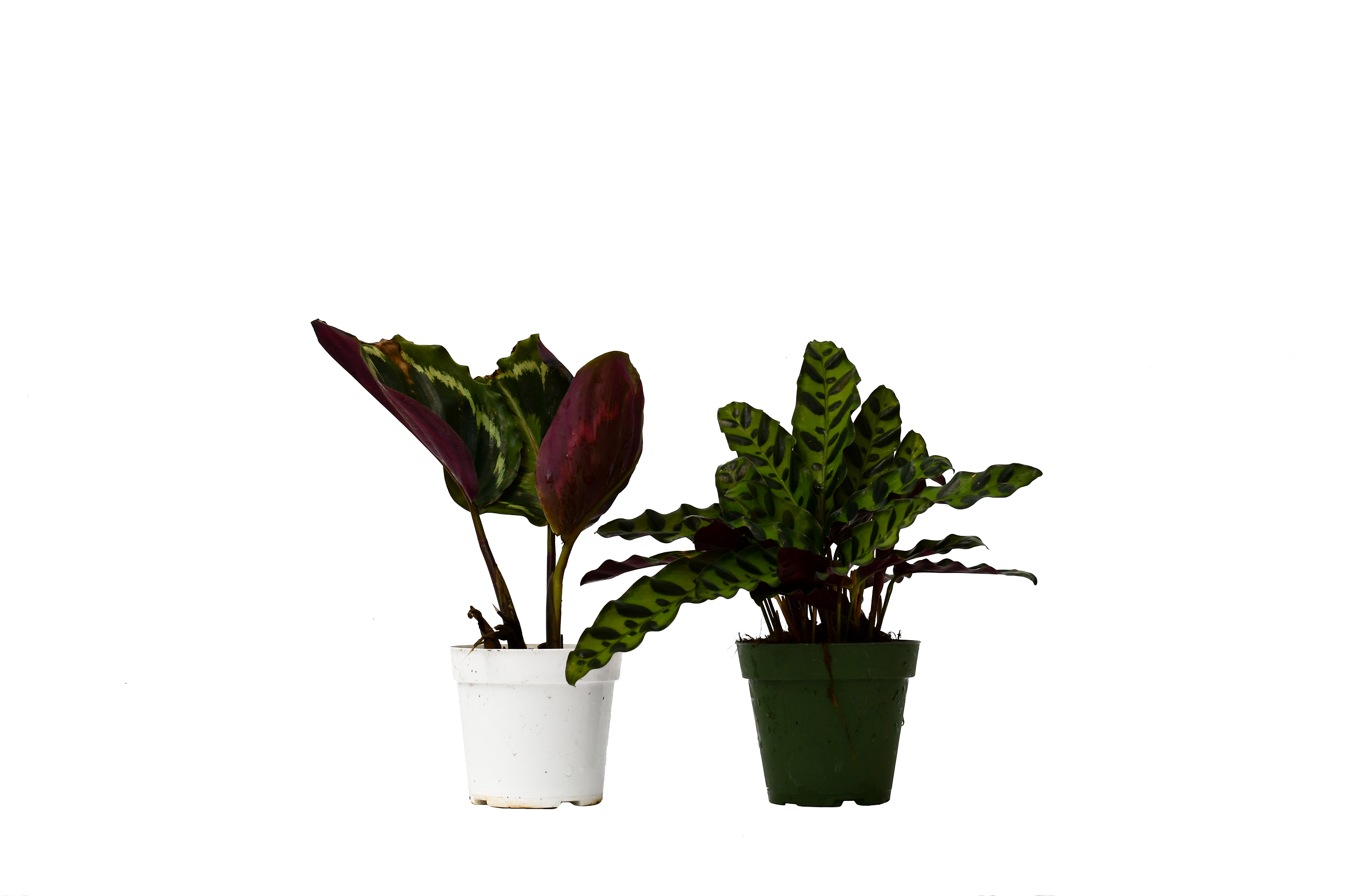 Two potted plants on a white background in the best garden center near me.