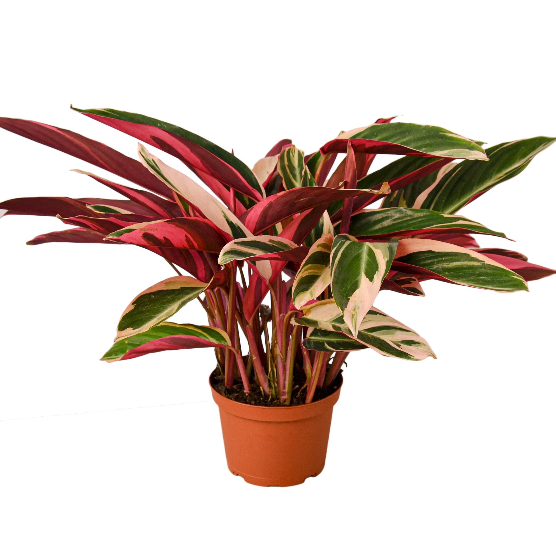 A red and green plant in a pot.
