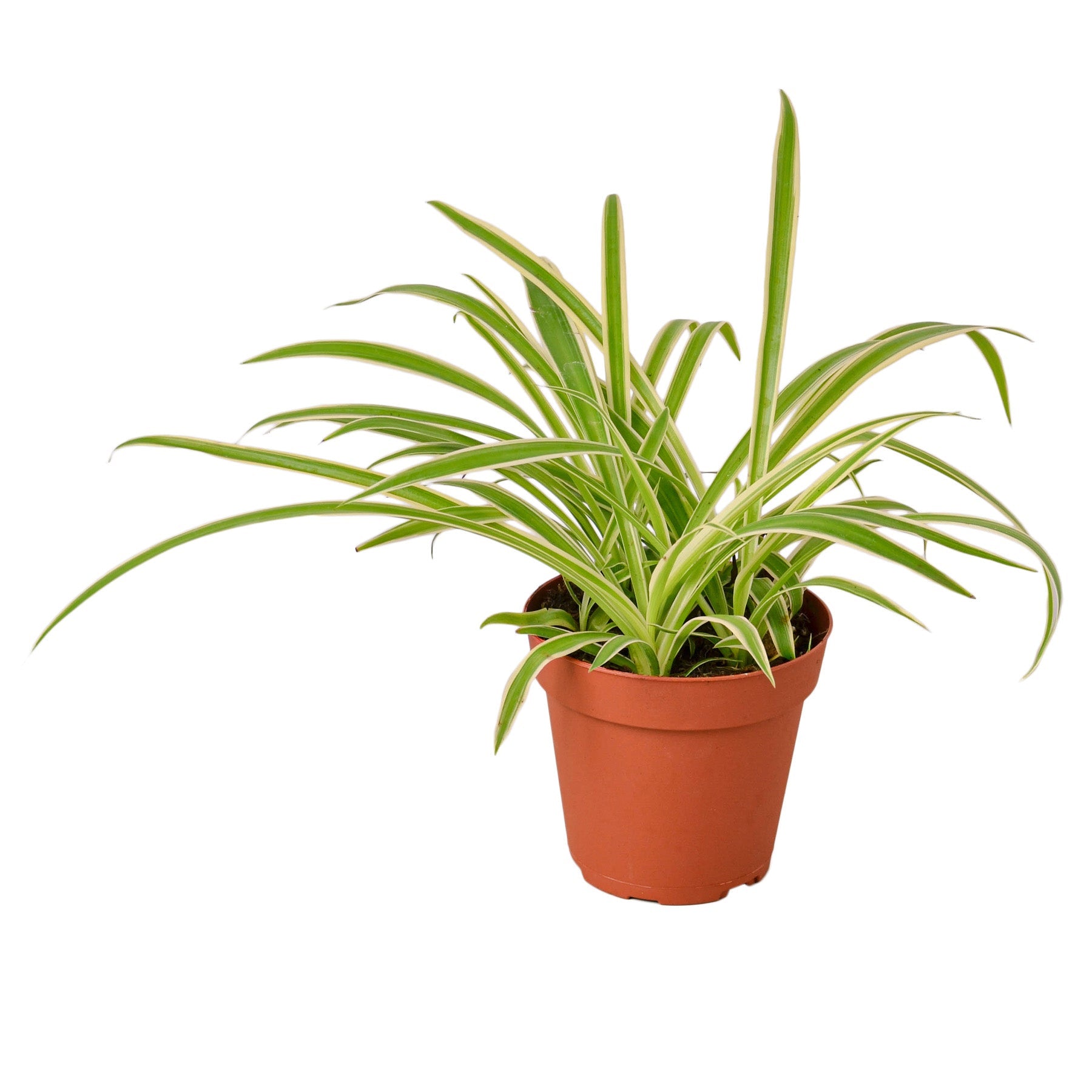 A plant in a pot displayed on a white background in a garden center near me.