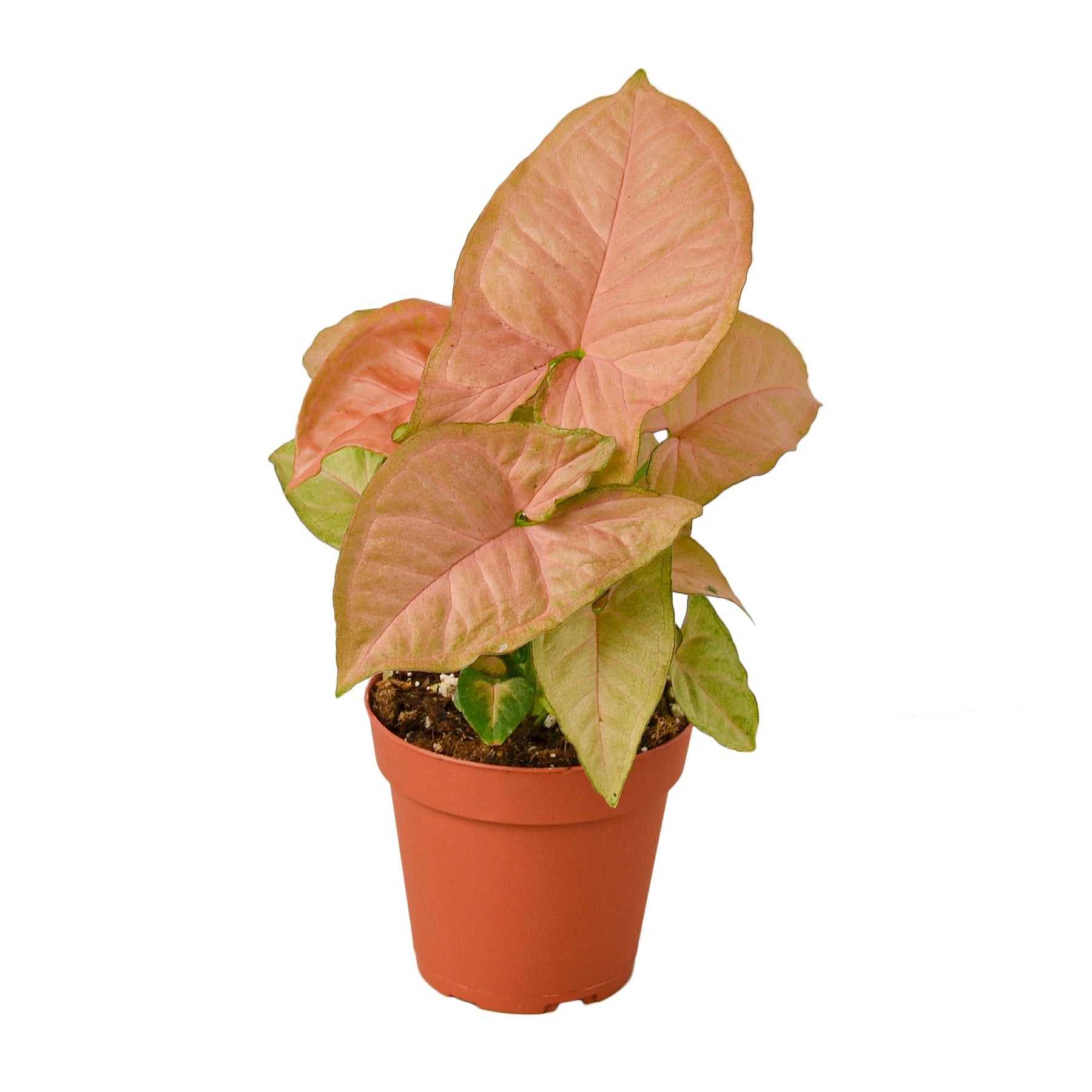 A pink plant in a pot on a white background available at a nearby nursery.