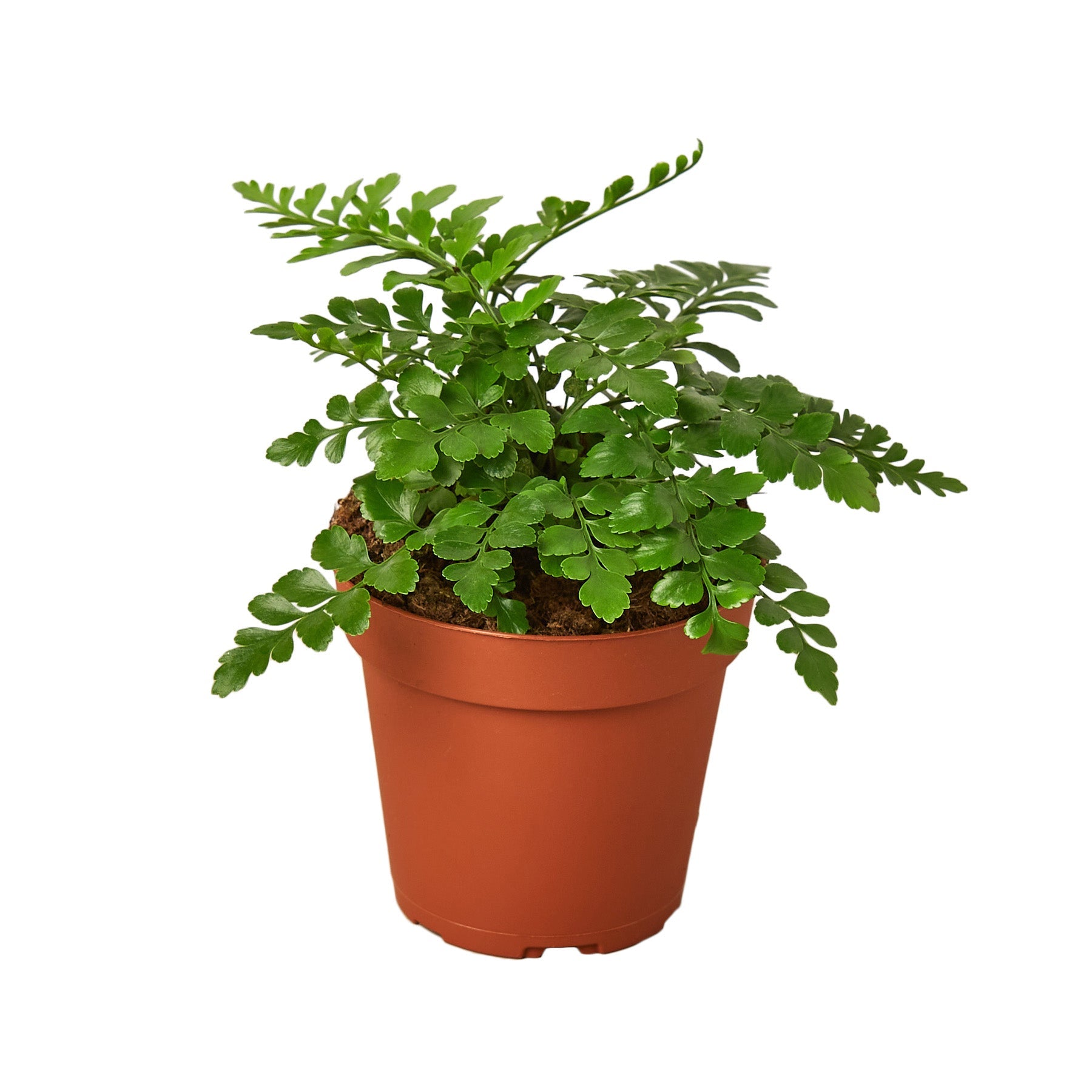 A small plant in a brown pot on a white background at the best garden nursery near me.