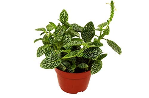 A small plant in a red pot stands prominently on a white background at the best garden center near me.