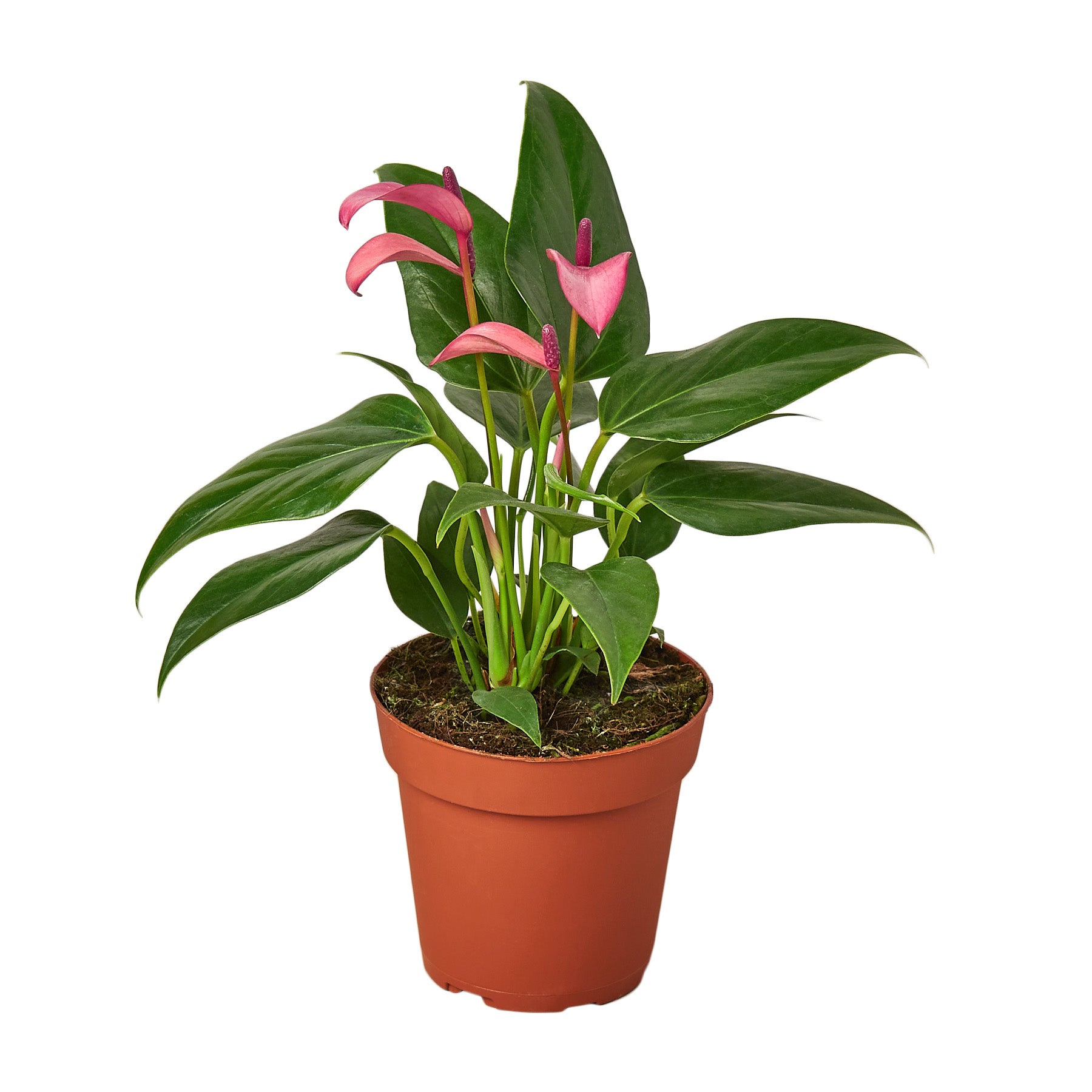 A pink plant in a pot on a white background, available at the best garden nursery near me.